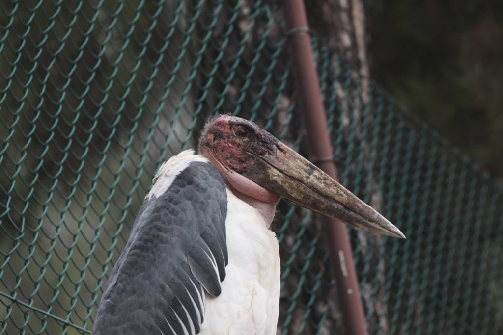 Cicogna Marabu (Marabou stork)
